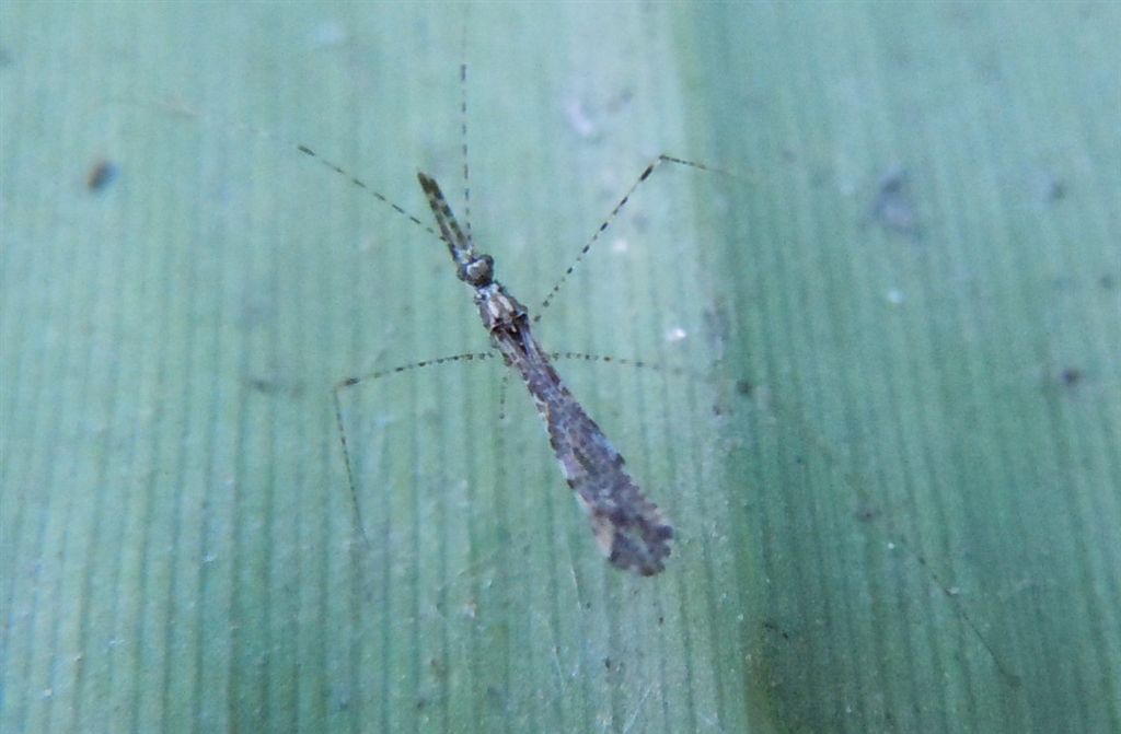 Reduviidae: Empicoris cf mediterraneus della Campania (NA)